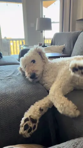 Nope just napping as usual #goldendoodle #doodles #dogsoftiktok 