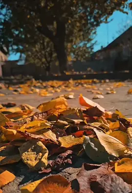 برگ ها میرقصن، 🍁مثل دلم در باد خزان🍂🇨🇦