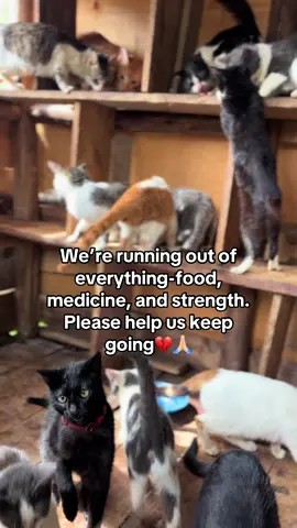 We’re running out of everything - food, medicine, and strength. Please help us keep going💔🙏🏼#usa🇺🇸 #catlovers 