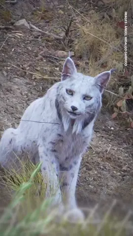 Un lynx ibérique de couleur blanche a été photographié, le 22 octobre. Le « Lynx pardinus » était une espèce menacée d’extinction jusqu’en 2024.