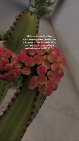 Último día de Octubre  solo deseo que recuerdes que somos una vez en la vida, así que haz lo que te haga verdaderamente FELIZ ✨ #reflexion #felicidad #fyy #sandrasallo1 #paratiiiii