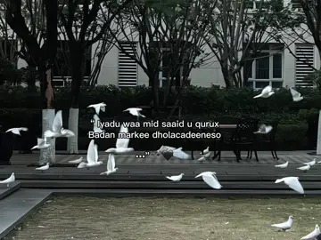 Sida heestan cml 🖤♾️ #sherineabdelwahab #fyp #viraltiktok #aesthetic #foryou 