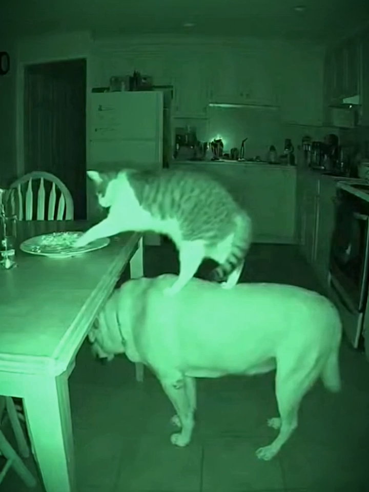 Perro y gato en modo misión imposible 🐕🐈💥 #MisionPeluda #NoLoVasACreer #FunnyAnimals