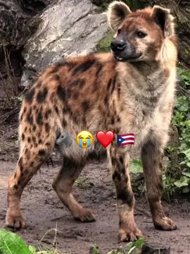 #murusade #🐺😭❤️🇵🇷#SAFA 