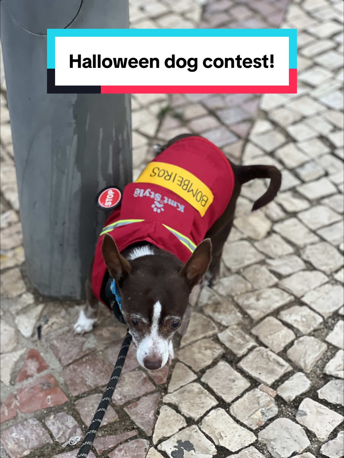 Ziggy & Ditto are bombeiros (firefighters) for this year’s Halloween! Ziggy had a walkie talkie and Ditto held the stop sign - hard at work for today’s costume contest 🧡🔥 #halloweendogcostume #bombeiros #diadasbruxas #spookyseason 