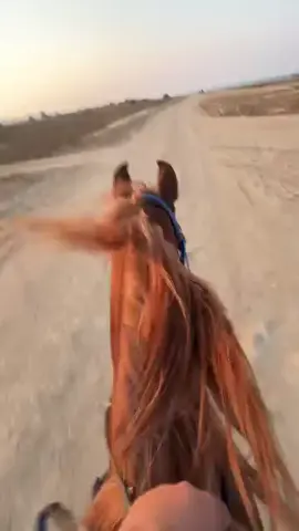 ركوب اليوم 🌊@مربط العامريه . #ماشاءالله_تبارك_الله_اذكروا_الله #مالي_خلق_احط_هاشتاقات🦦 