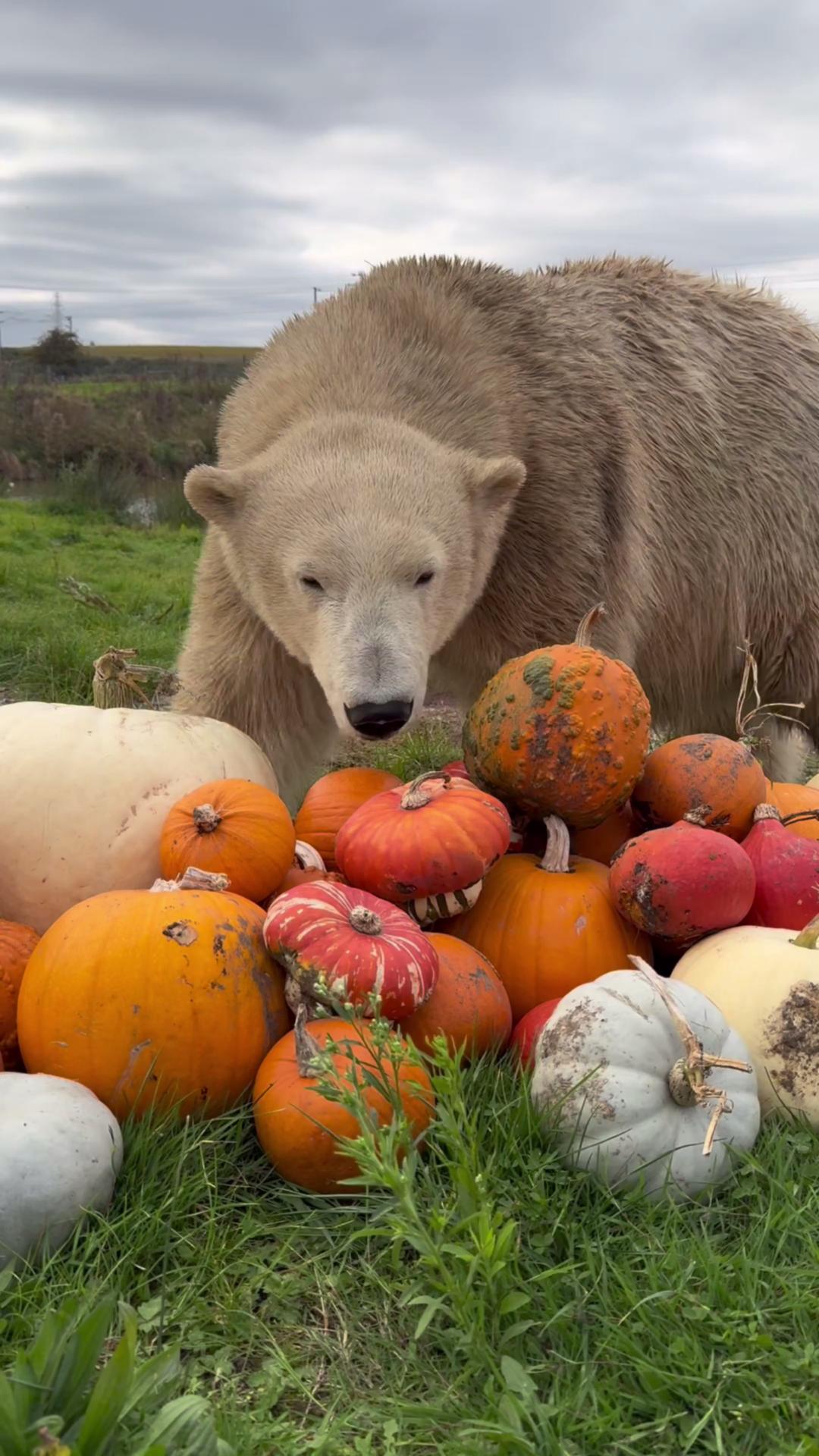 🐻‍❄️🎃 Happy Halloween from our polar bears! 👻🧡 They’ve been having a spook-tacular time playing with their pumpkins, the perfect Halloween enrichment! 🕸️ Wishing everyone a frightfully fun day from all of us at Jimmy’s Farm & Wildlife Park! 🌟 #JimmysFarm #WildlifePark #HappyHalloween #PolarBears