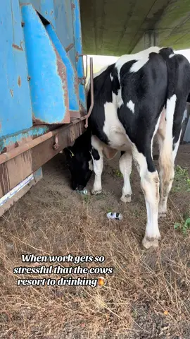 Beers all round🍻🐮 #farmer #cattle #agritok #youngfarmer #womeninagriculture 