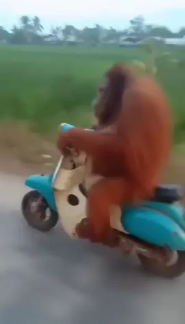 You go bro #funnyanimal #funnyanimals #funny #monkey #orangutan