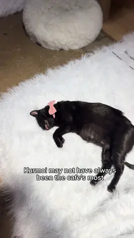 What is she training for😭😭??? Let us know in the comments....  #catsoftiktok #cattok #cat #funny #adoptdontshop 