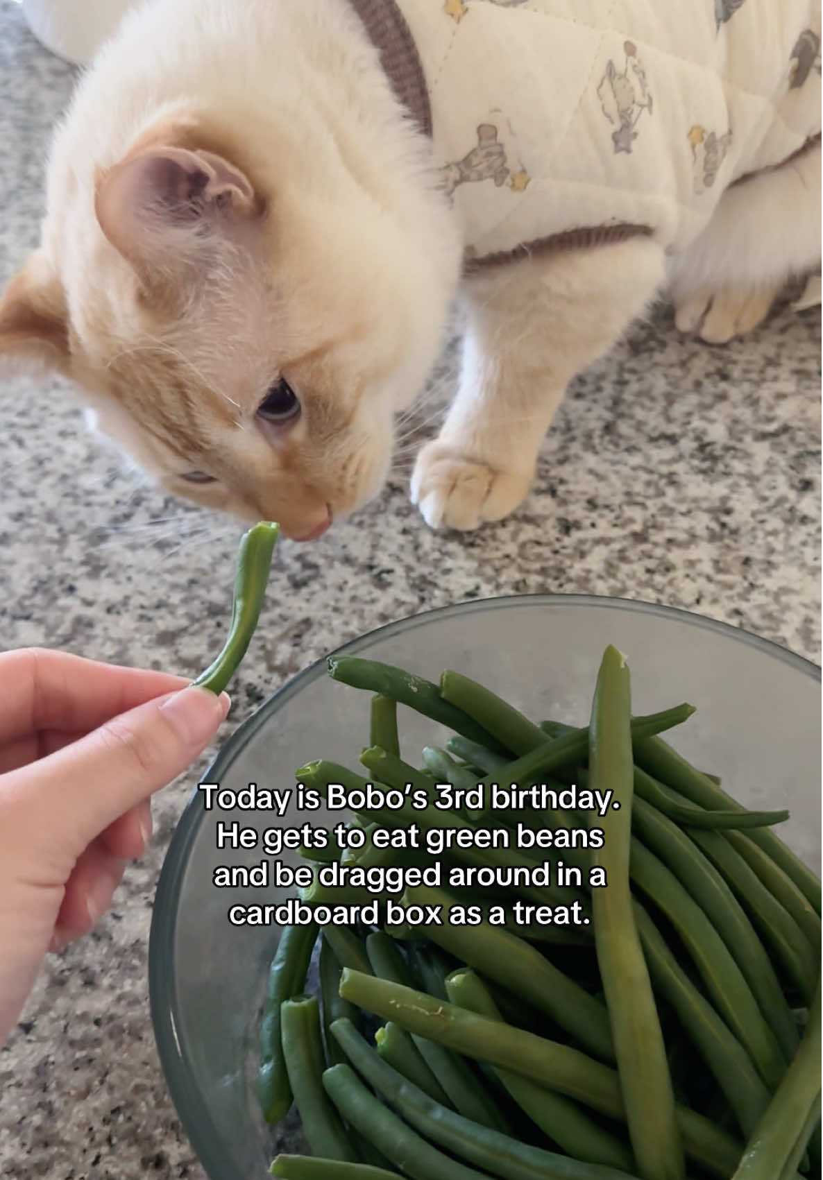 Since Bobo was a street baby when I first got him, I did the math from how many weeks old he was backwards to try and figure out when he was was born.  He was born around Halloween 🙂💕 Happy Birthday Bobooooo #BoboCat #DomesticShorthair #Flamepoint #CatMemes #CatVideos 