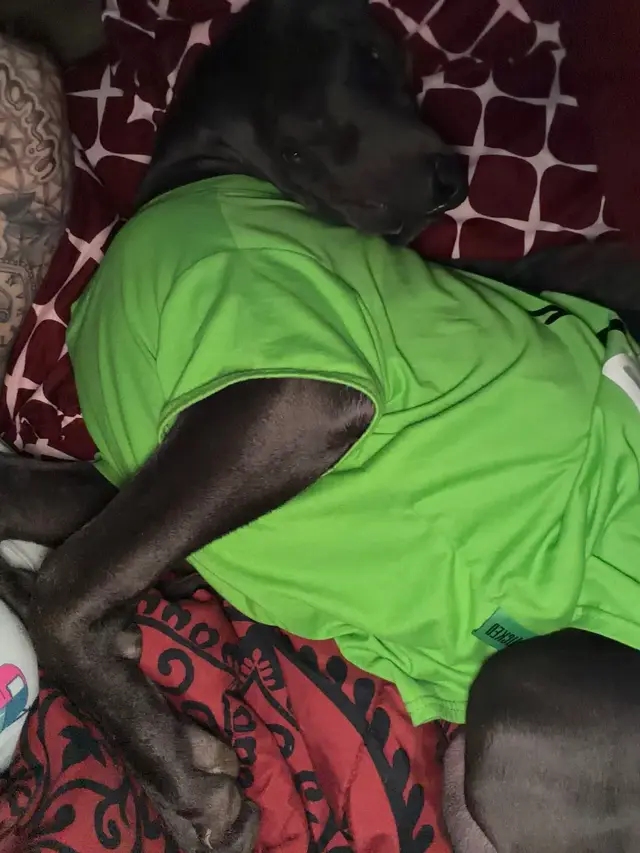 The way this puppy lays is the funniest ##greatdane##viral##fyp##barkbox##danesoftiktok
