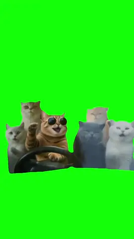 Cats vibing in the car Meme Green Screen #memes #greenscreenmemes #greenscreen #halloween #cats 