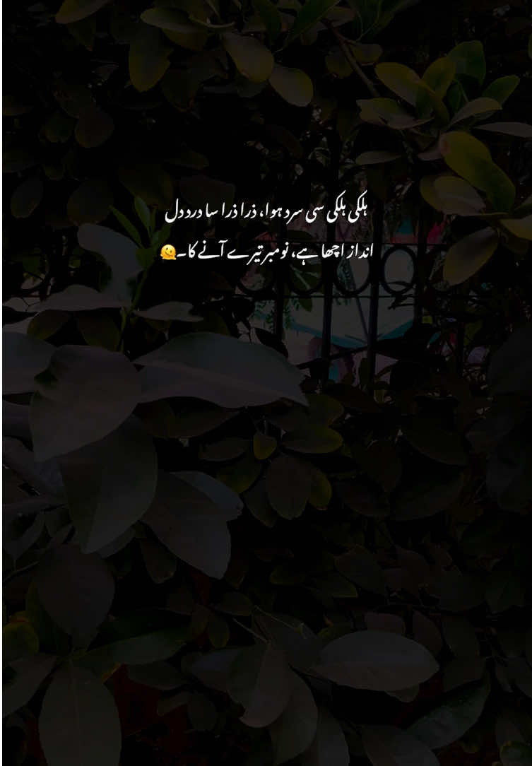 Welcome November🤌🫠#fyp #grow #poetry #viralvideos #aestheticvideos 