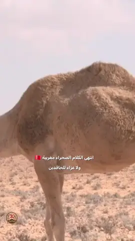 #حمزة_الزياني #امازيغن🇲🇦👑 #فرنسا🇨🇵_بلجيكا🇧🇪_المانيا🇩🇪_اسبانيا🇪🇸 