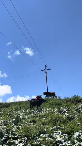 😂🐂.                                                #paratiiiiiiiiiiiiiiiiiiiiiiiiiiiiiii #paratiiiiiiiiiiiiiiiiiiiiiiiiiiiiiii #tiktokviral #comedia #recuerdos 