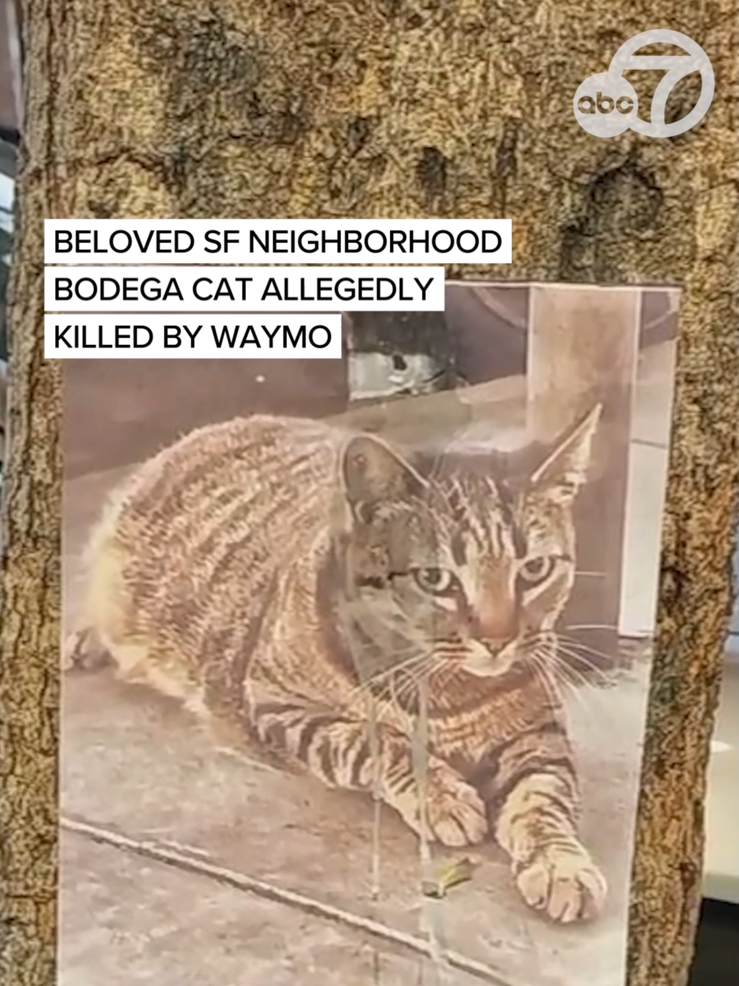 People in San Francisco's Mission District are devastated over the death of a beloved neighborhood cat, allegedly run over by a Waymo. KitKat, a Bodega cat at Randa's Market on 16th Street, allegedly darted under a Waymo picking up a ride as it was pulling away. KitKat died late Monday night. #waymo #bodegacat #cat #missiondistrict #beloved #abc7news