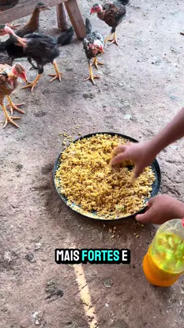 Pouca gente sabe, mas isso muda tudo na criação! 🐔🔥 Misture açafrão, alho e limão em 1 litro de água e jogue na ração só pra umedecer. 🌿 Açafrão: combate inflamações 🧄 Alho: antibiótico natural 🍋 Limão: rico em vitamina C Suas galinhas ficam mais fortes e saudáveis! 💪🐓 #VidaNaChácara #CriaçãoNatural #DicaDaRoça