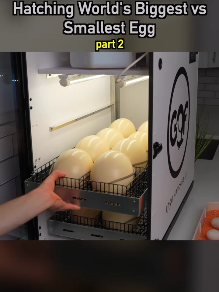 Hatching World’s Biggest vs Smallest Egg 🐣 pt2 #hatching #eggs #ducks #quail #cute #animals