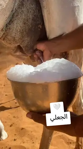 #الجعلي515جقله_العززز 🐪💚 #الشاعر_يوسف_ود_البنا✊💚🤍 #السودان_مشاهير_تيك_توك 🇸🇩 #السعودية🇸🇦قطر🇧🇭الامارات🇦🇪لكويت🇰🇼🙆‍♂️ 