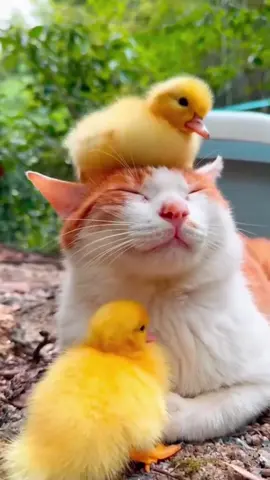 #cat #funnycat #cutcat #catsoftiktok #fyp 