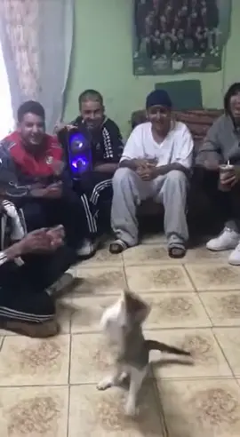 #gato #mascotas #cat #baile #dance  el Gato cumbiero