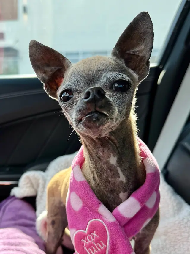 The alien queen is out with me today in preparation for her big launch tonight of this years costume. She’s been in costume in her mind all week, hence her mind control stare she’s been trying to lay on me since she got into the car. It won’t work on me you sick alien!!! 😂😂😂 we are just a few hours away from our launch so we might as well grab some treats first. 👽👽👽 Bglws.Com https://www.bglws.org/product-page/december-2020-quinny