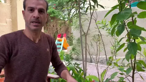 #شتلات #شتلات_زراعية #شتلات_البن_الخولاني #نباتات_طبيعيه #creatorsearchinsights 