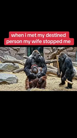 when i met my destined person my wife stopped me 🤣🤣 #funnyvideos #gorilla #animals #funny #prank 