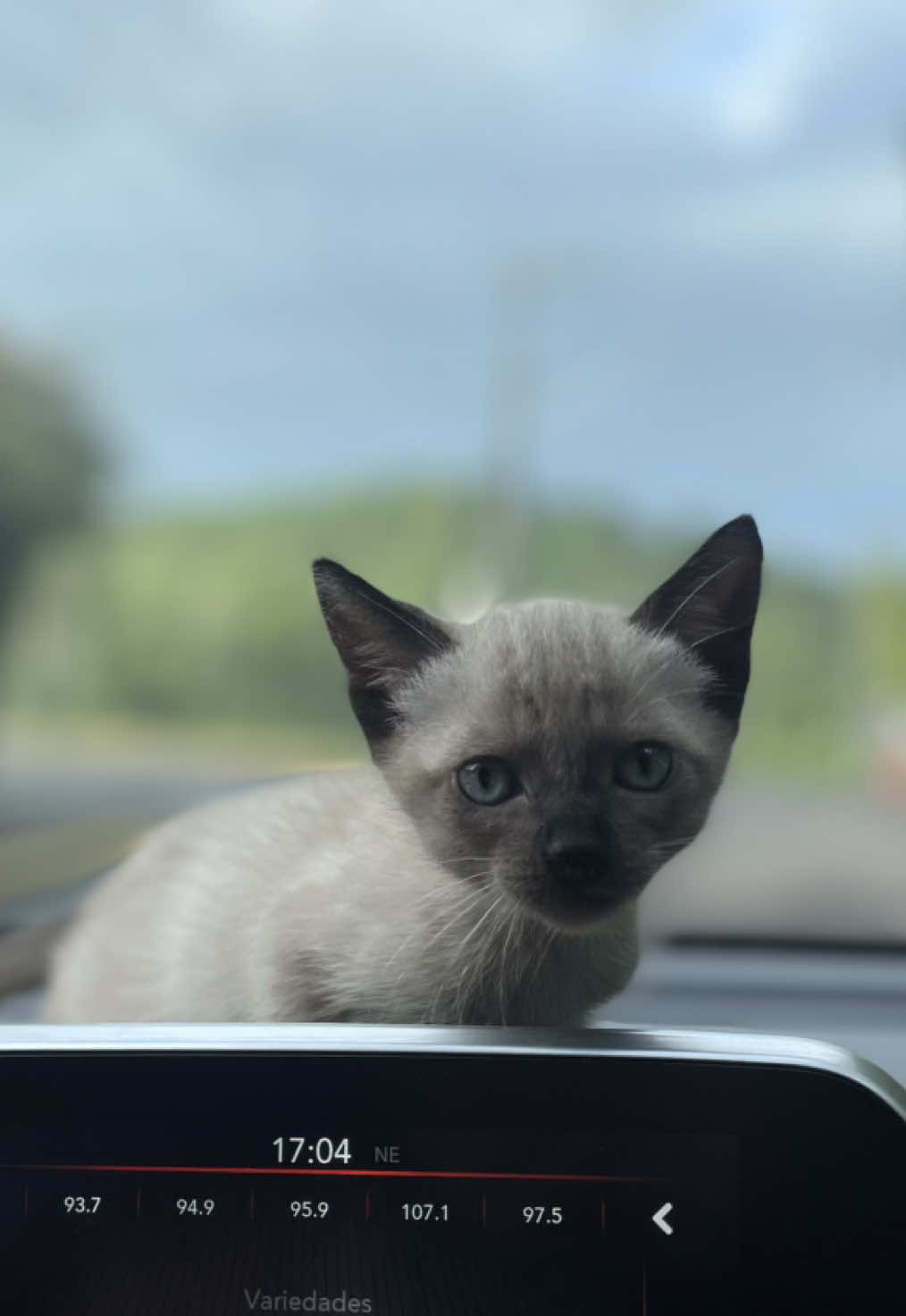 Passeio com a gatita🐈#gato #motos #fyp #maedepet 