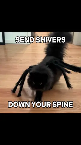 SPOOKY SCARY SKELETONS #halloween #cattok #cats #catsoftiktok #catvideo 