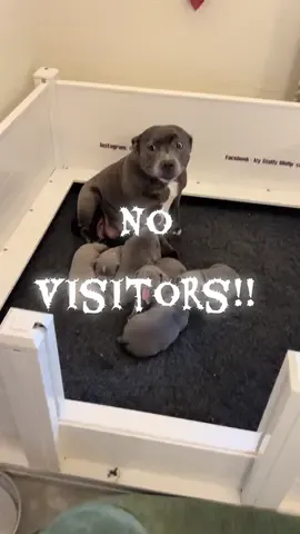 Daddy Tommy is desperate to meet his new pups, but Mrs Protective Mum Petra said a very firm “no!” 😅🐾 He’s now standing guard outside the door with Smudgekins, Mumblelina and the rest of the gang waiting for visiting rights 💚 She’ll let them in when she’s ready, and we all respect that. Maybe he’ll have more luck with Agatha’s litter! 😂🐶 #IzyStaffyWolfpack #StaffyLife #BlueStaffy #DogFamily #CuteDogs