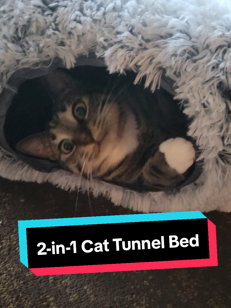 My child I mean cat Max absolutely loves this cat tunnel bed and if you're looking for a Christmas gift for your cat this is perfect! 😍 #cat #cats #catsoftiktok #catbed #cattoys 