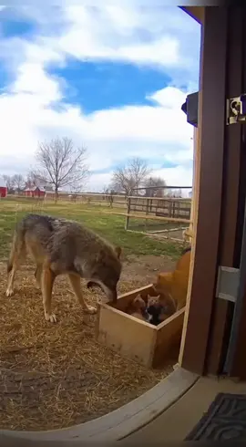 Cat Protects Kittens From The Wolf 