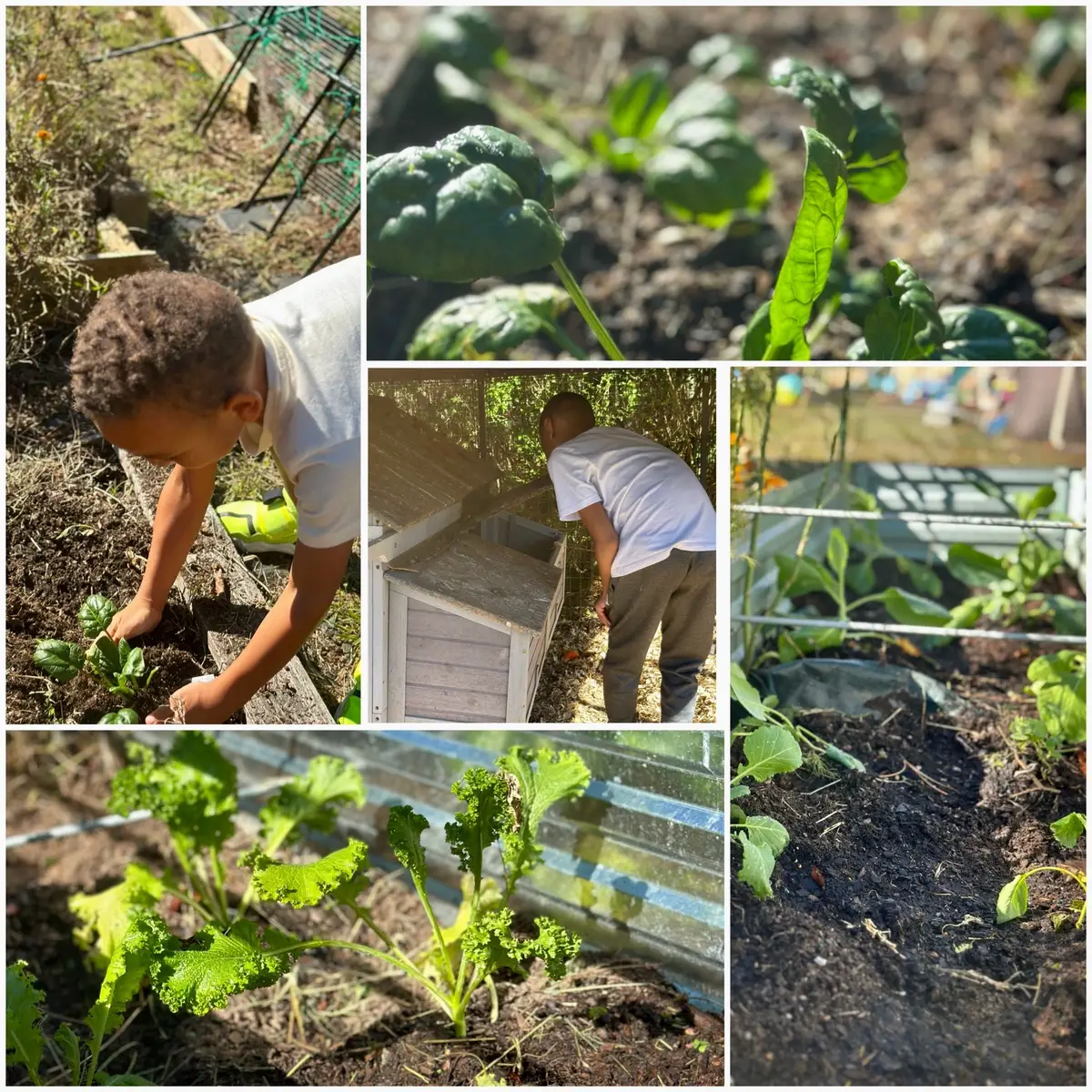 Rooted in purpose 🌱 Every seed we plant, every jar we fill, and every chicken we raise is a step toward true sustainability and food security. Homesteading isn’t just about living simply — it’s about living *prepared* and *connected* to the land the Most High provides. 🐓🍅 #HomesteadingLife #SustainableLiving #FoodSecurity #FaithAndFarming #GrowYourOwn     