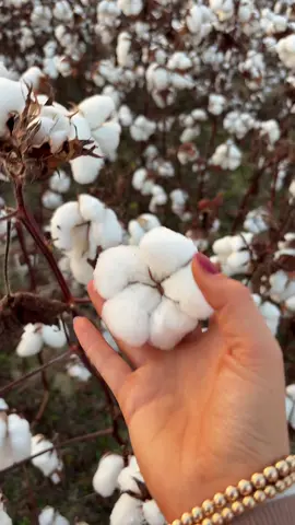 Took this a few weeks ago, but wanted to share up close what cotton looks like! #cotton #agricultureeducation #smallcontentcreators #cottonclothing #fyp 
