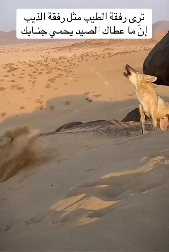 #الذيب #مساء_الحب_والسعاده_متابعيني💕 #🌹🌹🌹🌹🌹🌹🌹🌹🌹🌹🌹🌹 #متابعه_ولايك_واكسبلور_فضلا_ليس_امرآ، #🌹🌹🌹🌹🌹🌹🌹🌹🌹🌹🌹🌹 