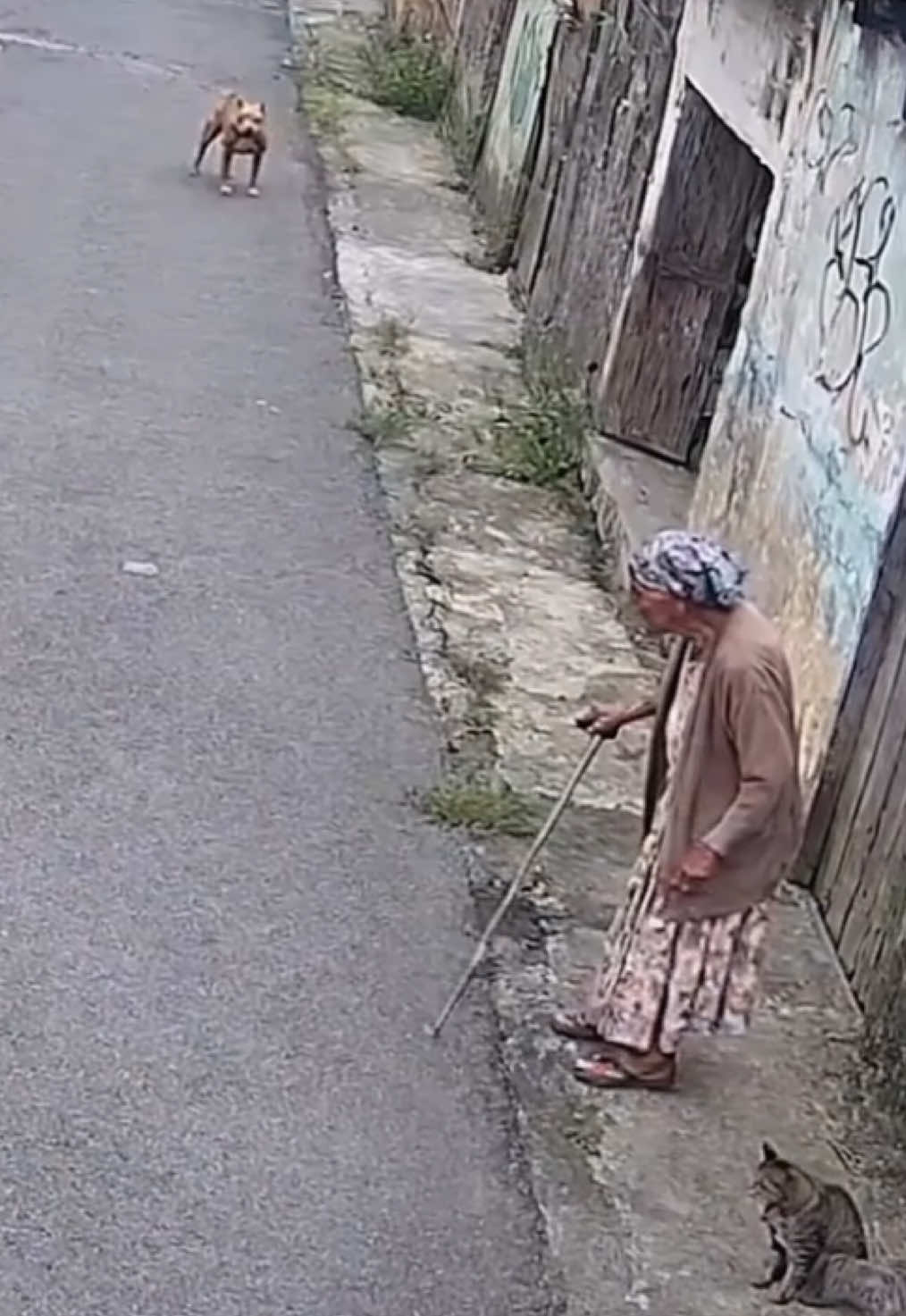 Gatos 🐈‍⬛ salva senhora de ataque de pitbull cachorro 🐕  @alexdoprogresso  @alexdoprogresso  @alexdoprogresso 