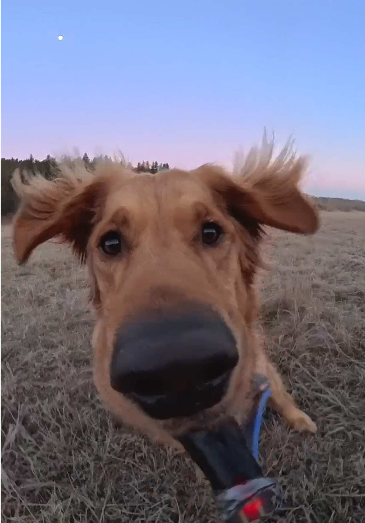 must be spooky season 👀 #goldenretriever #dogsoftiktok #insta360dogmode @insta360 official 