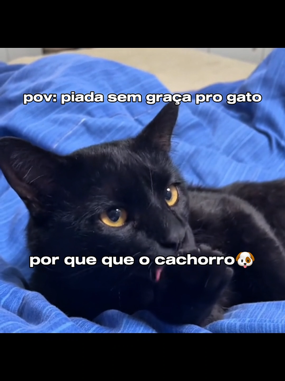 gatos  #gatos #perolasbrasileiras #humortiktok #memes 
