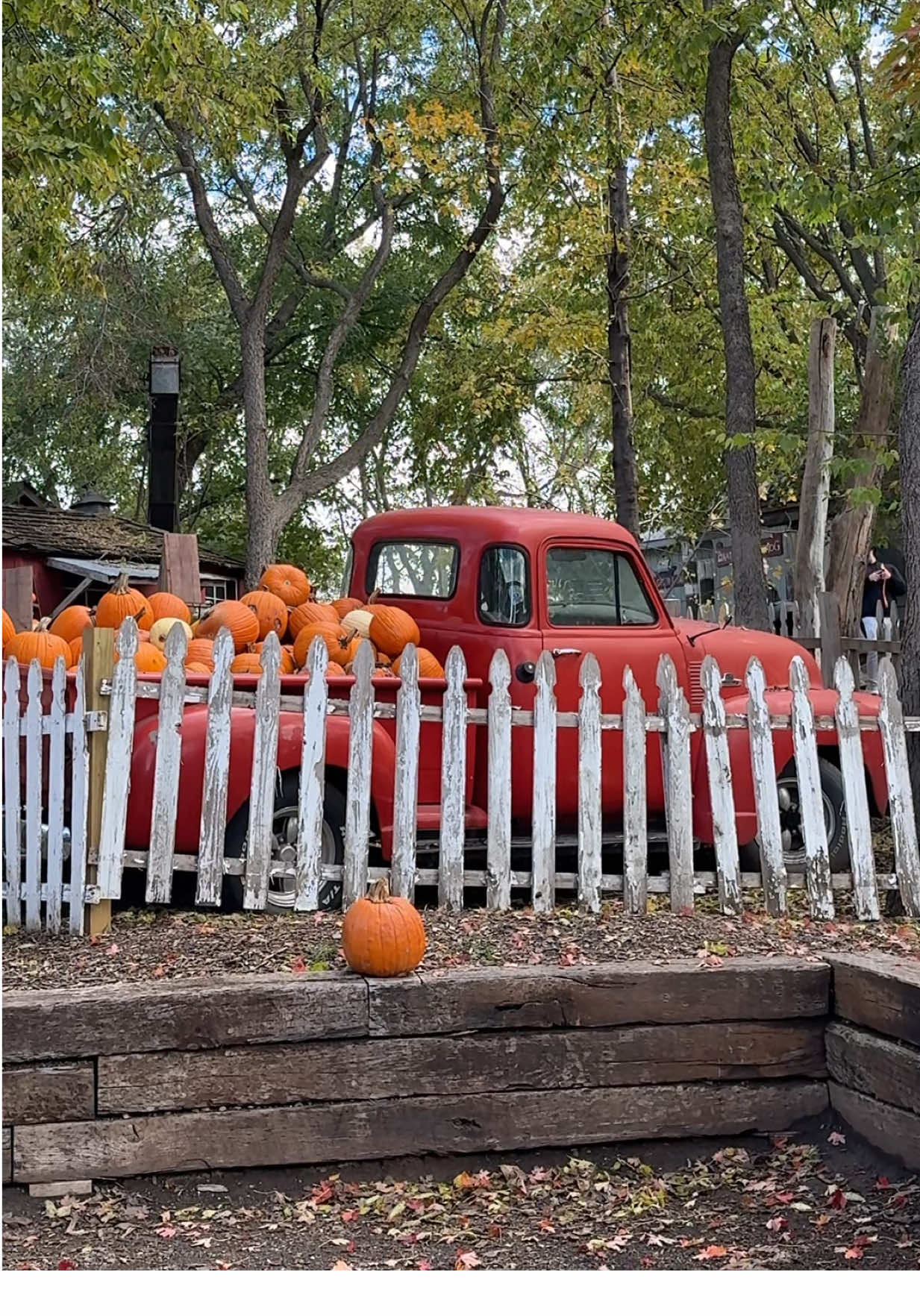 never met a pumpkin patch I didn’t like 