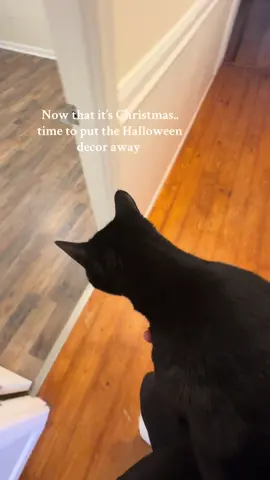#blackcat #halloween #fyp #christmas 