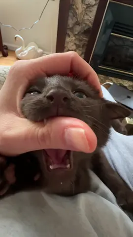 Organized crime.  #browncat #catdistributionsystem 