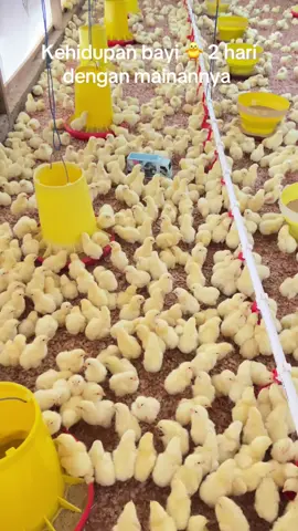 Naik sendiri, blm waktu nya panen 🤣🫵🏻 #doc #broilerchicken #masukfyp #abk #kandang 