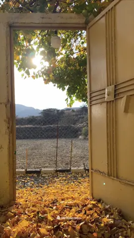بعض الاوادم يشبه اوراق الخريف  ‏   اسقيتها ما اسقيتها متساقطه #خريف #محمد_عبده #باحة_ربيعة 