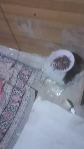 #مكرونة #ليبيا🇱🇾 #مصراتة #😂😂😂 #الشعب_الصيني_ماله_حل😂😂 @[Sheikh] / [Suhaib] @يزن حنقه 