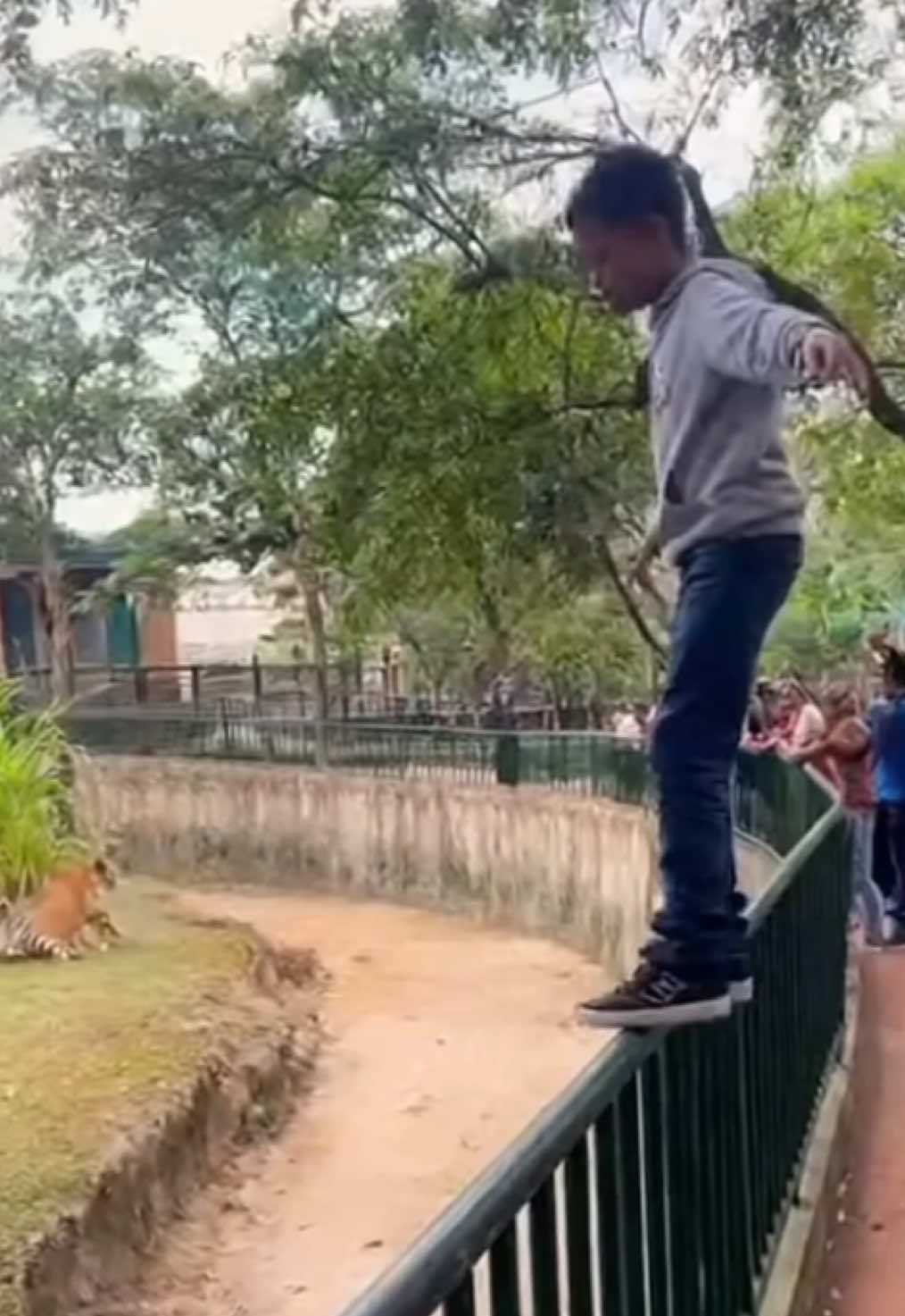 Vídeo mostra os meninos que caíram na jaula dos tigres no zoológico 🐅 #zoo  @alexdoprogresso  @alexdoprogresso 