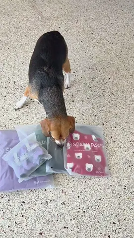 @sparkpaws must know how much Emily hates the cold!  They always have such high quality items! #sparkpaws #emilyandbailey 