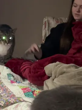 #catsoftiktok #fyp #catfight #foryourpage #kitty 