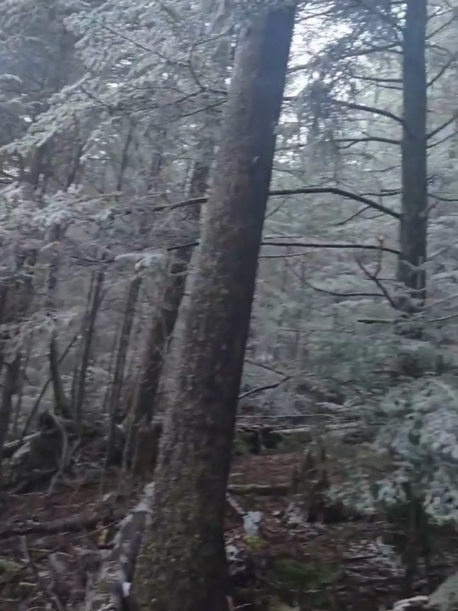 WINTER WONDERLAND ❄️: The Blue Ridge Mountains of North Carolina are getting an early taste of winter, as snow and ice topped trees in Richland Balsam on Thursday. #snow #blueridgemountains #northcarolina #winterwonderland